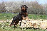 AIREDALE TERRIER 212